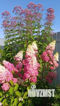 Дом 118м², 2-этажный, участок 4 сот.  